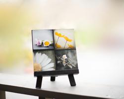 Black, Grey & Yellow, Modern Flower Photography Set by Maleah Torney Photography